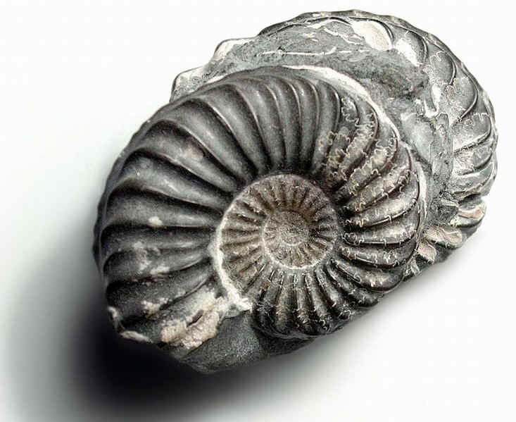Fossile-ammonite.jpg (97898 octets)