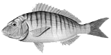 marbré